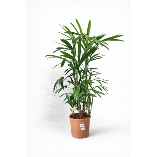 Raphis Excelsa 120cm